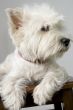 white terrier
