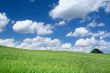 summer field
