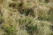 Crumpled grass on the meadow