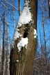 Tree with a hollow in winter park