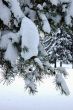 Pine branch in winter forest