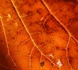 Detail, vein pattern in red