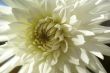 Detail, white dahlia petals