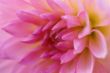 Detail, pink dahlia petals