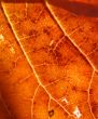 Detail, vein pattern in red
