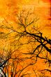Grunge Tree design