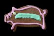gingerbread pig