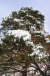 Pine-tree branches 2