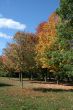 Park in Autumn