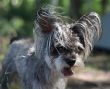 grey terrier