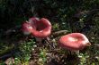red russules