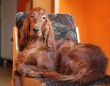 home setter