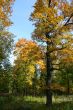 Colorful old autumn park