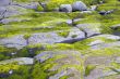 Algae