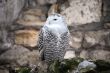 White owl