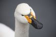 Head of swan