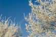 Frosty branches