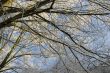 Frosty branches