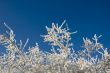Frosty branches