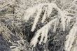 Frost