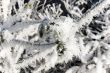 Frosty branches