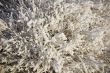 Frosty branches