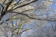 Frosty branches