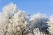 Frosty trees