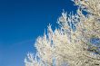 Frosty branches