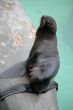 Marine cat