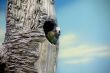 Parrot