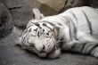 White tiger