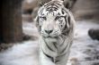 White tiger