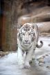 White tiger