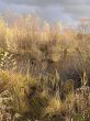Gold autumn