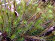 Spring moss