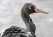 Crane