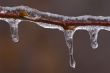 Icicles on Twig