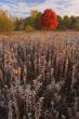 Autumn Maple in Frosted Meadow