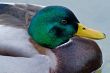 Male Mallard Portrait