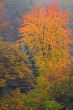 Autumn Maple in Fog