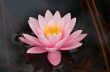 Pink Water Lily