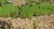 Panorama, golf course