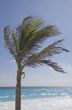 Palm Tree on Beach