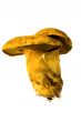 mossiness mushroom