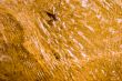 Golden sand under transparent water background