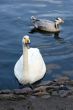 Arguing swan and duck