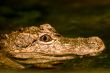 Alligator`s gypnotic eyes