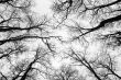 Trees in the winter