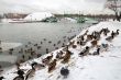 Birds in the winter